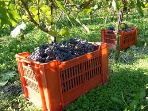 azienda-vinicola